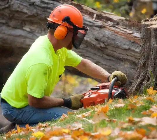 tree services Dixon